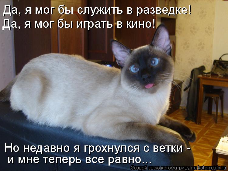 Котоматрица: Да, я мог бы служить в разведке! Да, я мог бы играть в кино! Но недавно я грохнулся с ветки -  и мне теперь все равно...