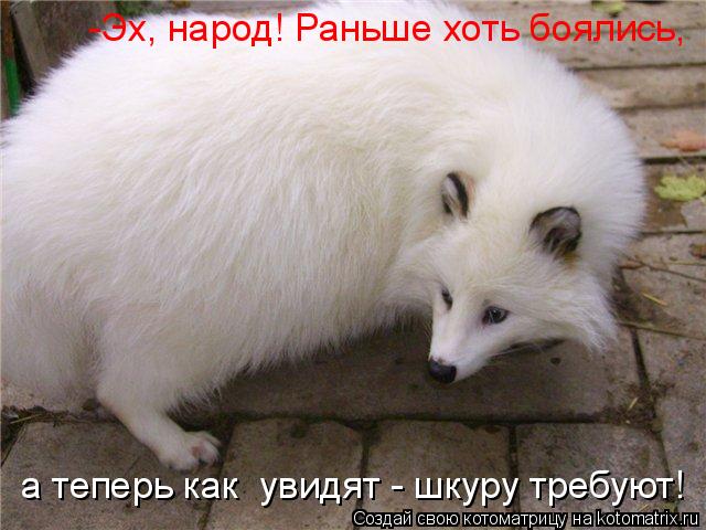 -Эх, народ! Раньше хоть боялись, а теперь как увидят - шкуру требуют!... Котоматрица: -Эх, народ! Раньше хоть боялись, а теперь как увидят - шкуру требуют!