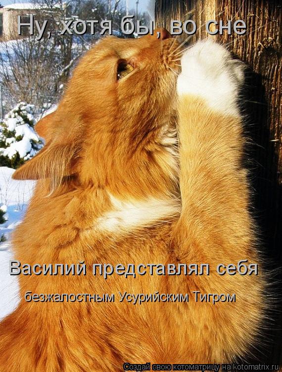 Ну, хотя бы, во сне Василий представлял себя безжалостным Усурийским Тигром... Котоматрица: Ну, хотя бы, во сне Василий представлял себя безжалостным Усурийским Тигром