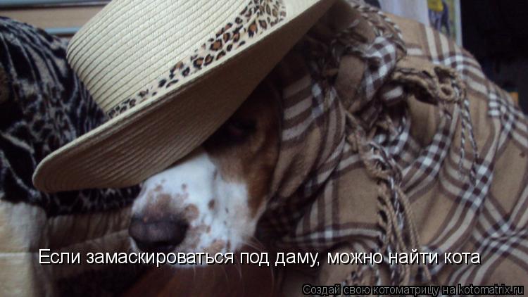 Если замаскироваться под даму, можно найти кота... Котоматрица: Если замаскироваться под даму, можно найти кота