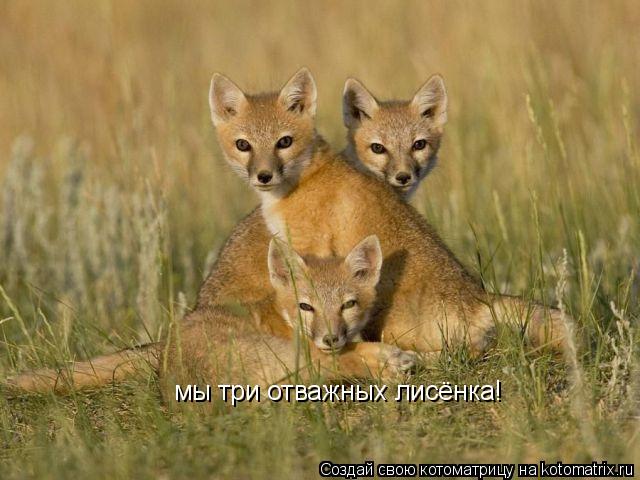 мы три отважных лисёнка!... Котоматрица: мы три отважных лисёнка!