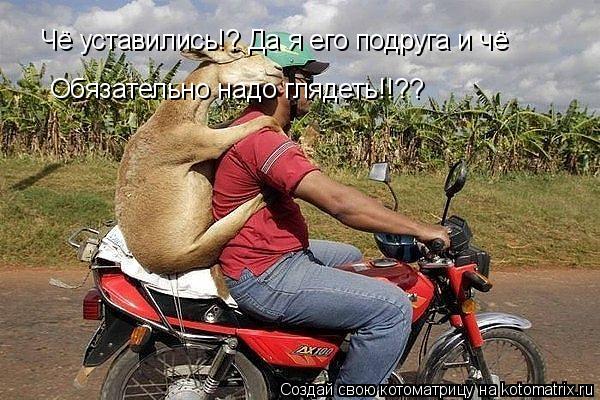Чё уставились!? Да я его подруга и чё Обязательно надо глядеть!!??... Котоматрица: Чё уставились!? Да я его подруга и чё Обязательно надо глядеть!!??