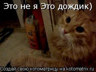 Это не я Это дождик)... Котоматрица: Это не я Это дождик)