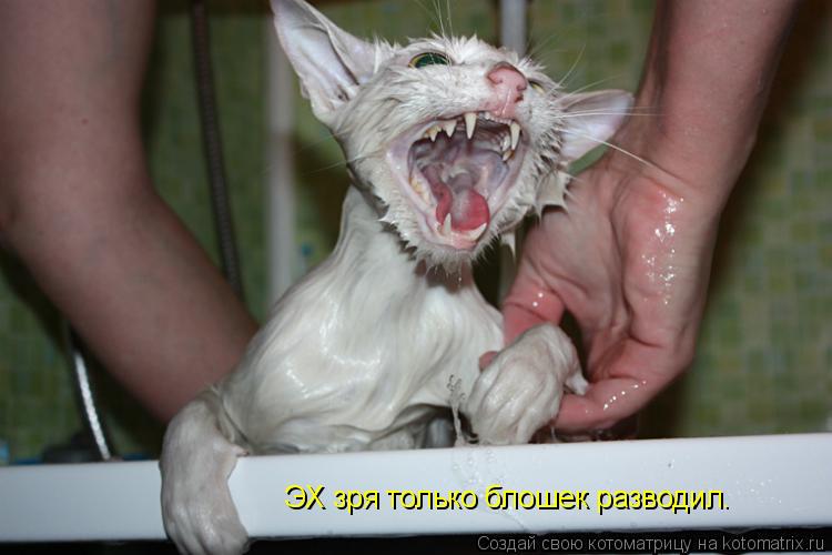 ЭХ зря только блошек разводил.... Котоматрица: ЭХ зря только блошек разводил.