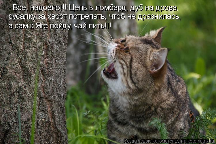 - Все, надоело!!! Цепь в ломбард, дуб на дрова, русалку за хвост потрепать, чтоб не дразнилась, а са... Котоматрица: - Все, надоело!!! Цепь в ломбард, дуб на дрова, русалку за хвост потрепать, чтоб не дразнилась, а сам к Яге пойду, чай пить!!!