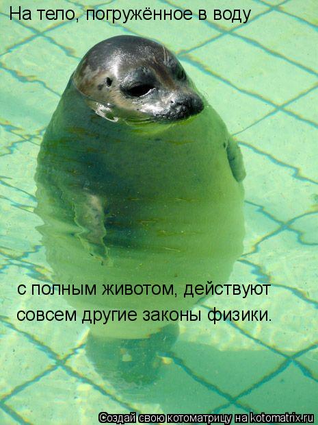 Котоматрица: На тело, погружённое в воду  с полным животом, действуют  совсем другие законы физики.