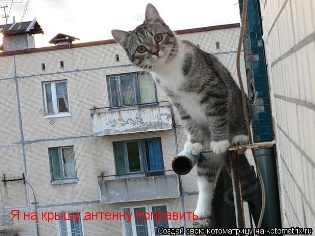 Я на крышу антенну поправить.... Котоматрица: Я на крышу антенну поправить.