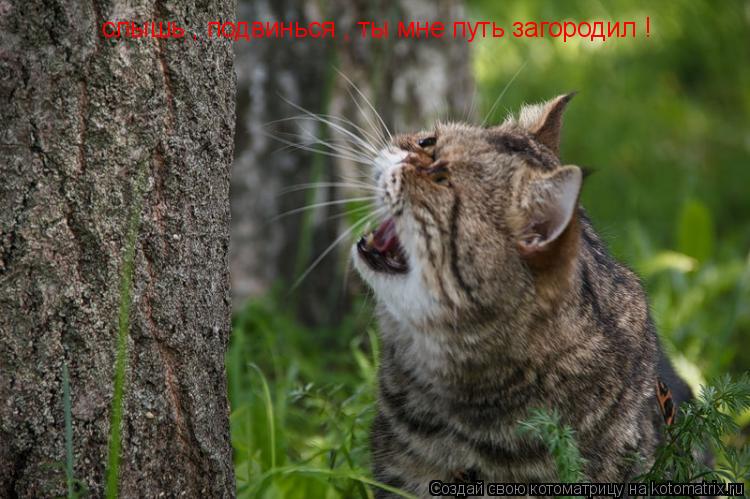 слышь , подвинься , ты мне путь загородил !... Котоматрица: слышь , подвинься , ты мне путь загородил !