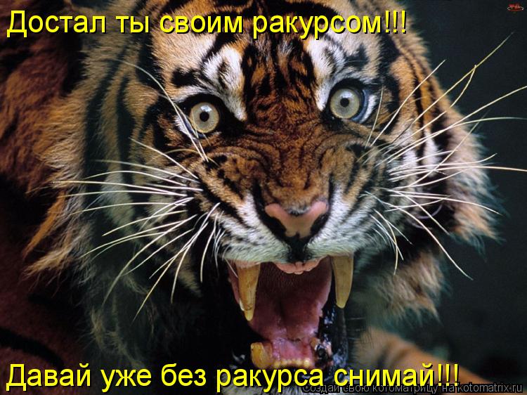 Достал ты своим ракурсом!!! Давай уже без ракурса снимай!!!... Котоматрица: Достал ты своим ракурсом!!! Давай уже без ракурса снимай!!!
