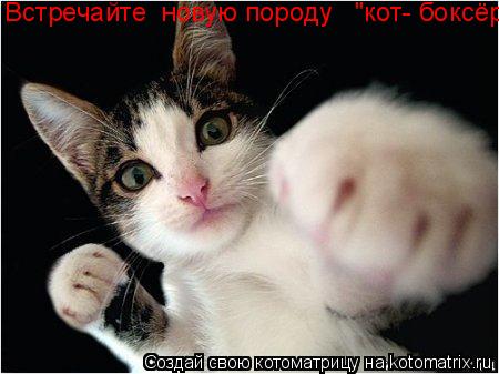 Встречайте новую породу "кот- боксёр".... Котоматрица: Встречайте новую породу "кот- боксёр".