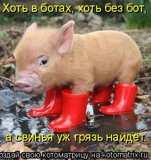 Хоть в ботах, хоть без бот, а свинья уж грязь найдёт.... Котоматрица: Хоть в ботах, хоть без бот, а свинья уж грязь найдёт.