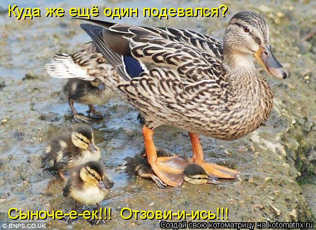 Котоматрица: Куда же ещё один подевался? Сыноче-е-ек!!!  Отзови-и-ись!!!