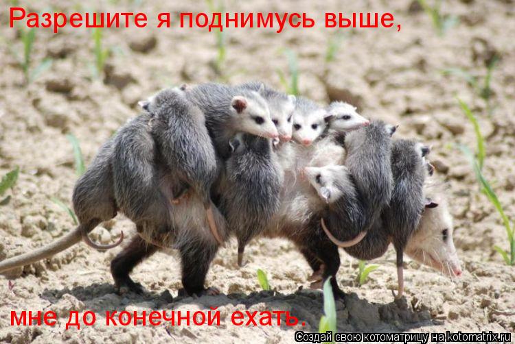 Котоматрица: Разрешите я поднимусь выше,  мне до конечной ехать.