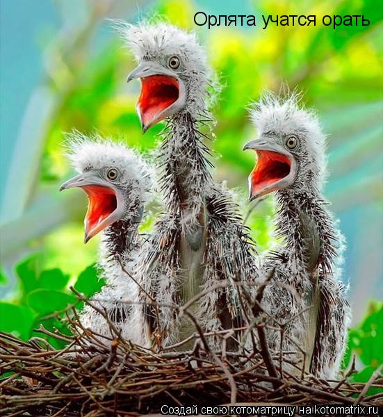 Котоматрица: Орлята учатся орать