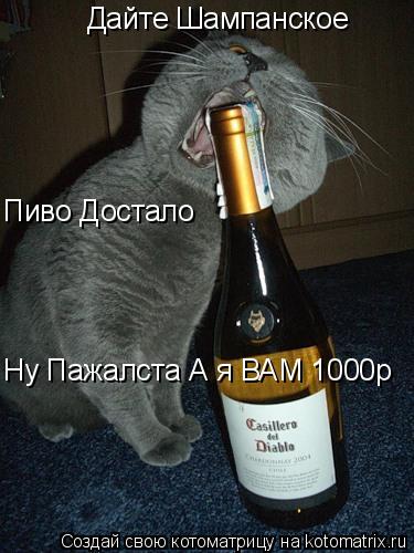 Котоматрица: Дайте Шампанское Пиво Достало Ну Пажалста А я ВАМ 1000р