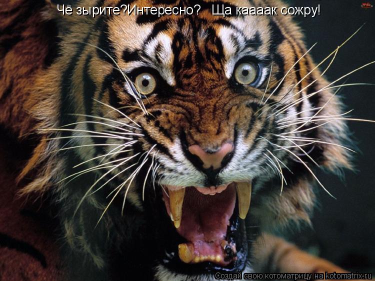 Котоматрица: Чё зырите?Интересно?   Ща каааак сожру!