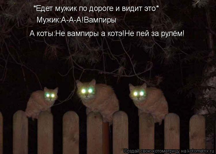 Котоматрица: *Едет мужик по дороге и видит это* Мужик:А-А-А!Вампиры А коты:Не вампиры а котэ!Не пей за рулём!