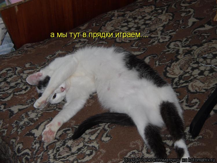 Котоматрица: а мы тут в прядки играем....