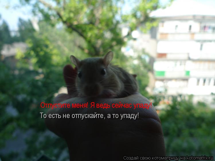 Котоматрица: Отпустите меня! Я ведь сейчас упаду!  То есть не отпускайте, а то упаду!