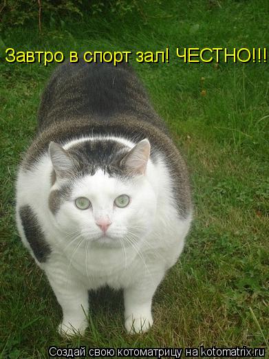 Котоматрица: Завтро в спорт зал! ЧЕСТНО!!!