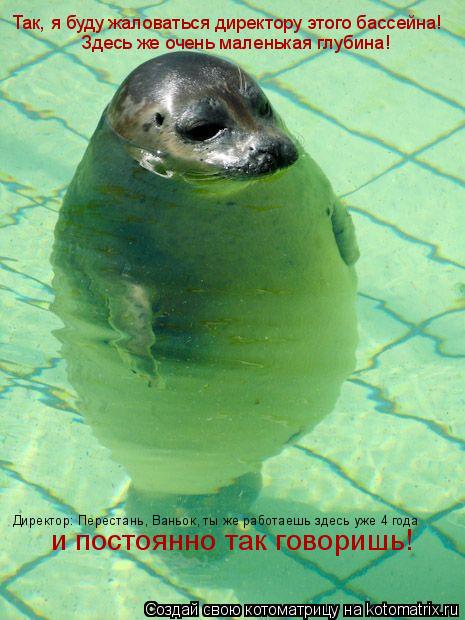Котоматрица: Так, я буду жаловаться директору этого бассейна!  Здесь же очень маленькая глубина! Директор: Перестань, Ваньок, ты же работаешь здесь уже 4 г