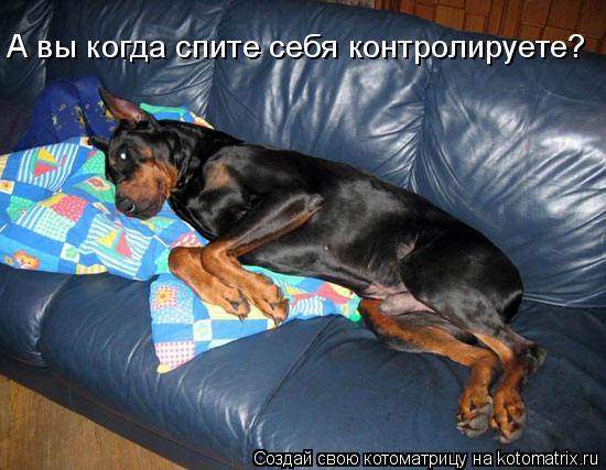 Котоматрица: А вы когда спите себя контролируете?