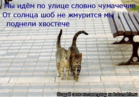 Котоматрица: Мы идём по улице словно чумачечие От солнца шоб не жмурится мы   поднели хвостече