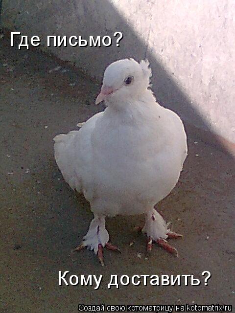 Котоматрица: Где письмо? Кому доставить?