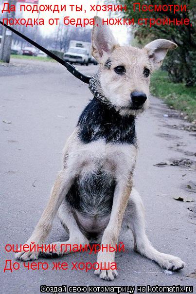 Котоматрица: Да подожди ты, хозяин. Посмотри:  походка от бедра, ножки стройные,  ошейник гламурный. До чего же хороша…