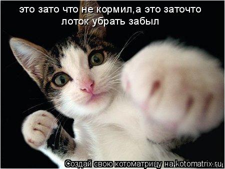 Котоматрица: это зато что не кормил а это заточто , лоток убрать забыл