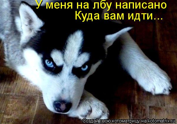 Котоматрица: У меня на лбу написано Куда вам идти...