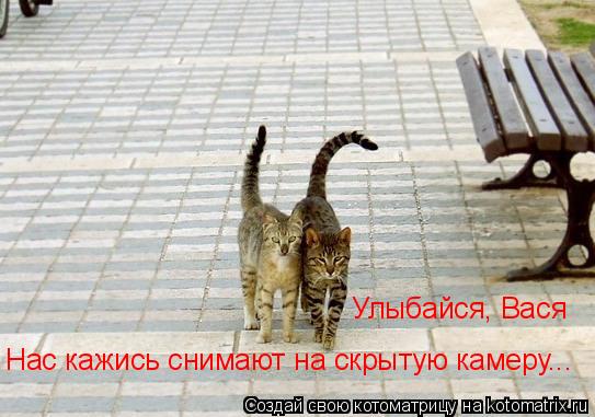 Котоматрица: Улыбайся, Вася Нас кажись снимают на скрытую камеру...