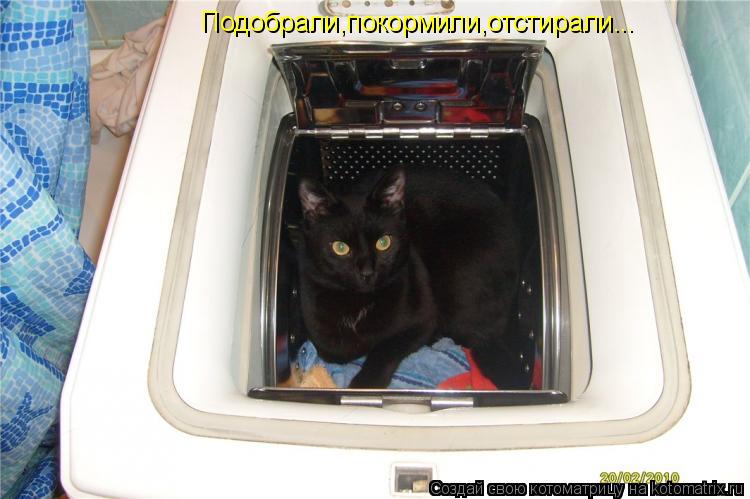 Котоматрица: Подобрали,покормили,отстирали...