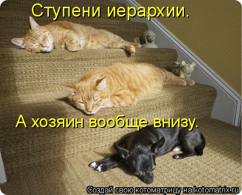 Котоматрица: Ступени иерархии.   А хозяин вообще внизу.