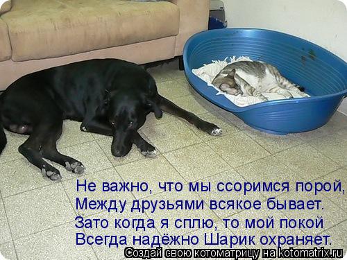 Котоматрица: Всегда надёжно Шарик охраняет. Зато когда я сплю, то мой покой Между друзьями всякое бывает. Не важно, что мы ссоримся порой,