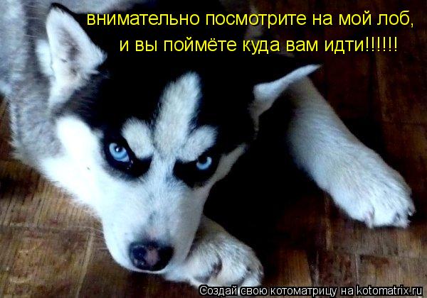 Котоматрица: внимательно посмотрите на мой лоб, и вы поймёте куда вам идти!!!!!!