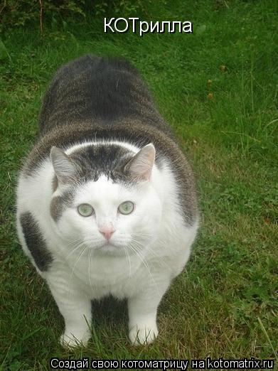 Котоматрица: КОТрилла