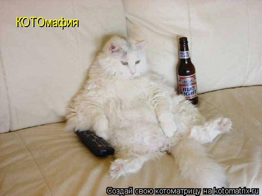 Котоматрица: КОТОмафия
