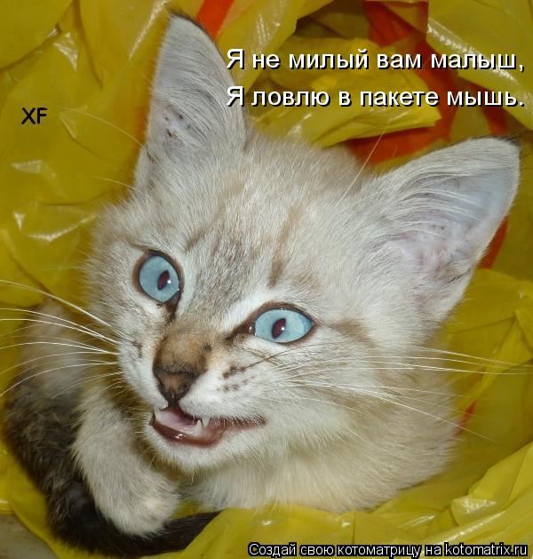 Котоматрица: Я не милый вам малыш,  Я ловлю в пакете мышь.