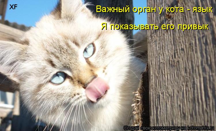 Котоматрица: Важный орган у кота - язык Я показывать его привык