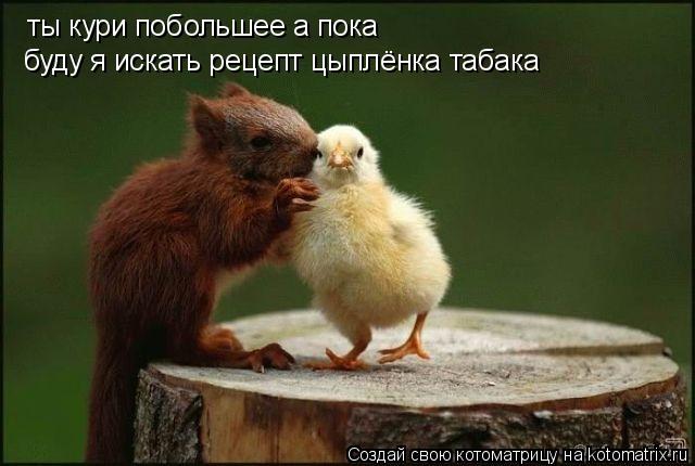 Котоматрица: ты кури побольшее а пока буду я искать рецепт цыплёнка табака