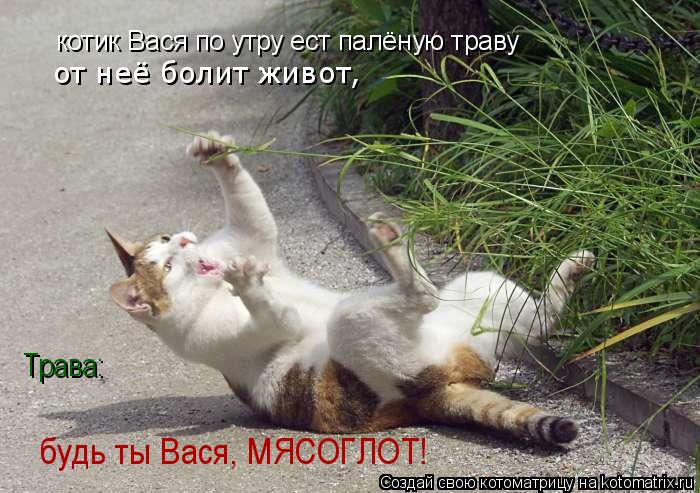 Котоматрица: котик Вася по утру ест палёную траву от неё болит живот, Трава: будь ты Вася, МЯСОГЛОТ!