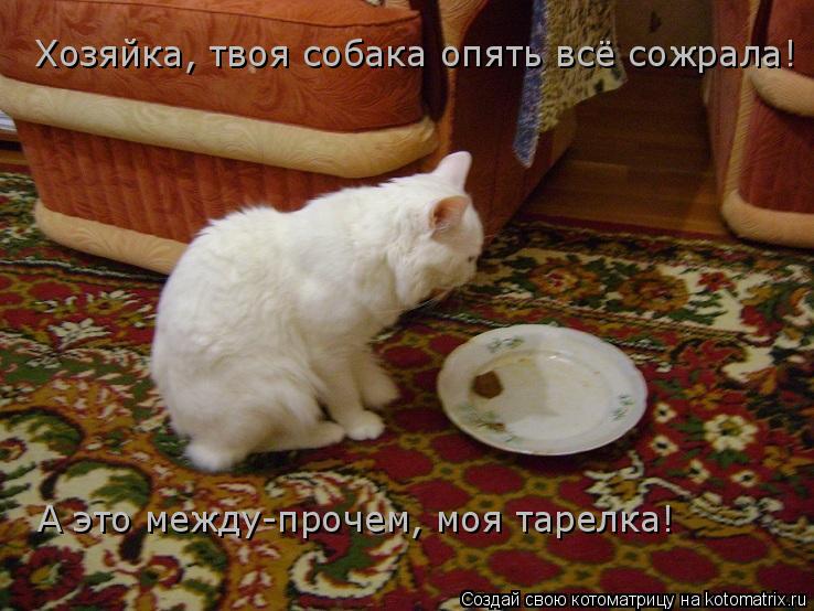 Котоматрица: Хозяйка, твоя собака опять всё сожрала! А это между-прочем, моя тарелка!