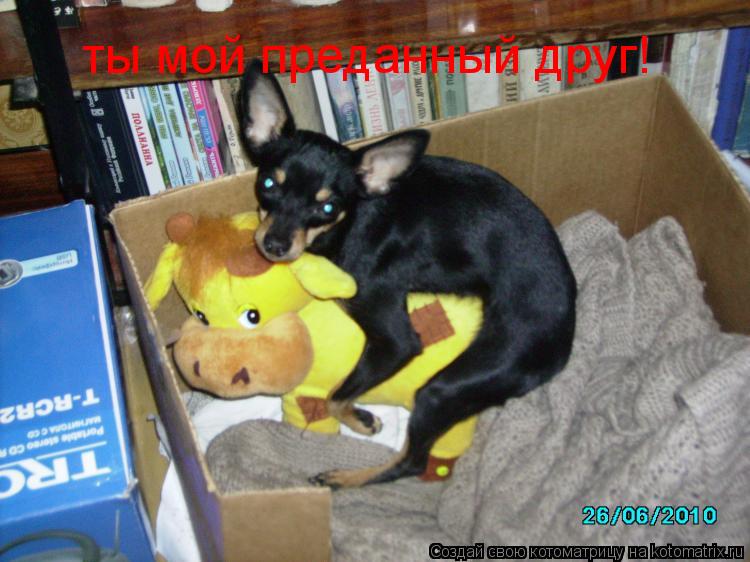 Котоматрица: ты мой преданный друг!
