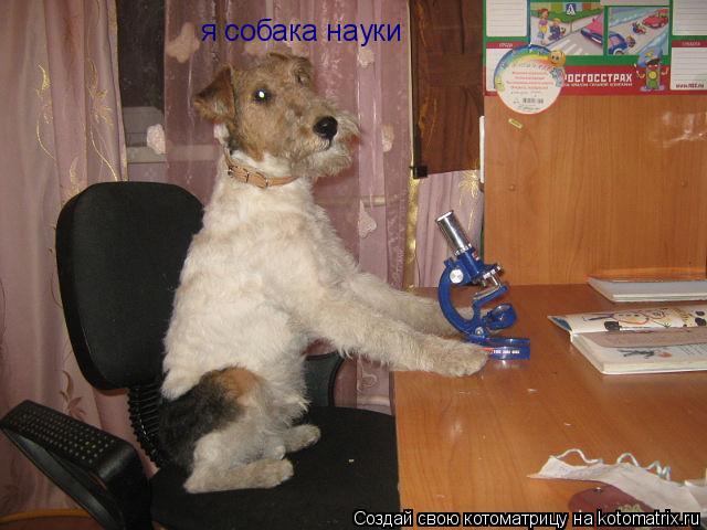 Котоматрица: я собака науки