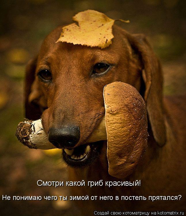 Котоматрица: Смотри какой гриб красивый! Не понимаю чего ты зимой от него в постель прятался?