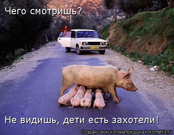 Котоматрица: Чего смотришь?  Не видишь, дети есть захотели!