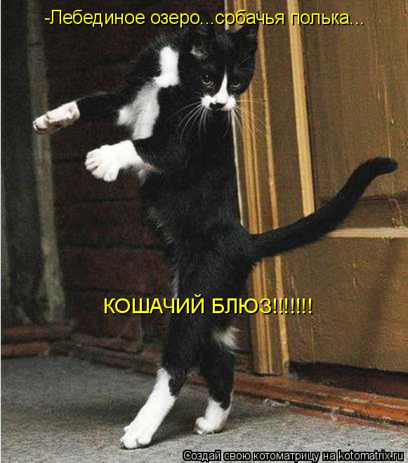 Котоматрица: -Лебединое озеро...собачья полька...  КОШАЧИЙ БЛЮЗ!!!!!!!