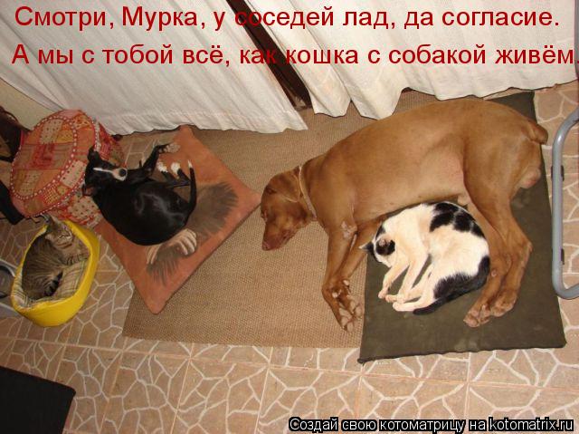 Котоматрица: Смотри, Мурка, у соседей лад, да согласие.  А мы с тобой всё, как кошка с собакой живём.