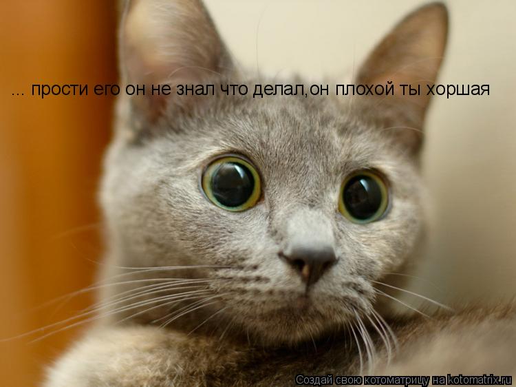 Котоматрица: ... прости его он не знал что делал,он плохой ты хоршая